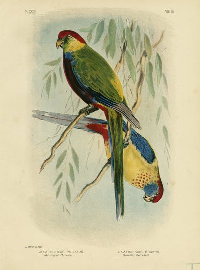 Red-Capped Parakeet by Gracius Broinowski